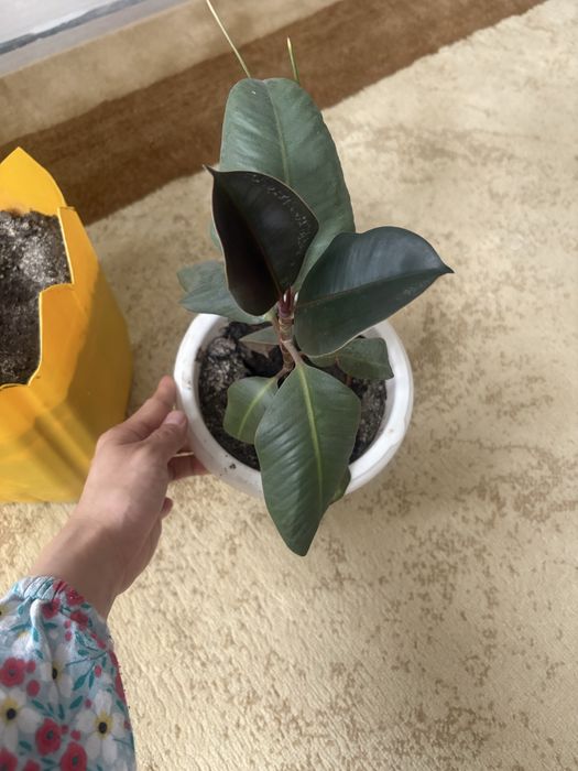 Фикус гүлі сатылады  2еуі 5000 тг