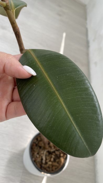 Фикус эластика