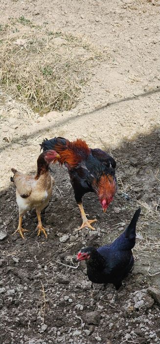 О шамо болалари сотилади.