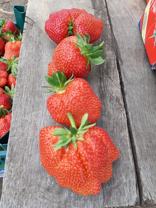 Comercializam stoloni capsuni Albion,soiuri anuale,zmura polka