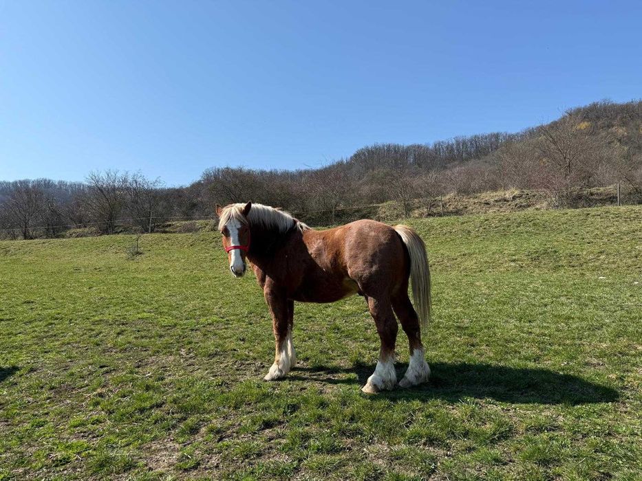 Armăsar tânăr de vânzare – crescut natural, cu acte și cip