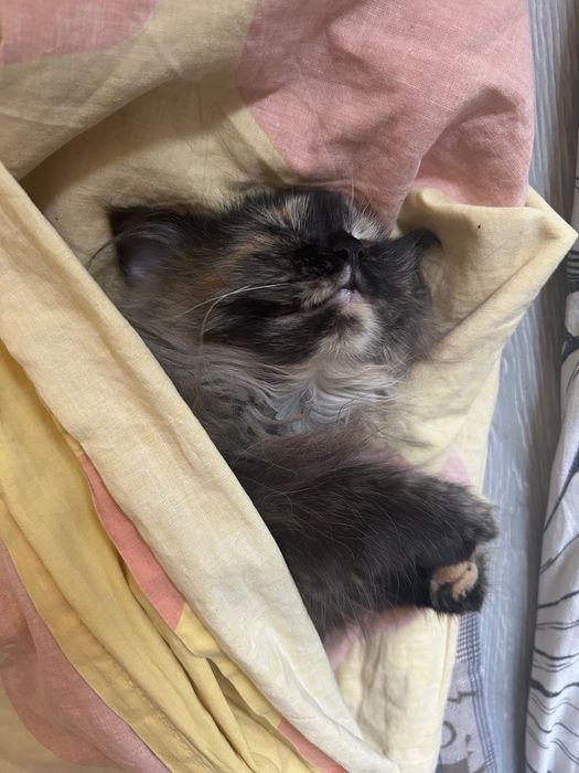 Котенок в добрые руки