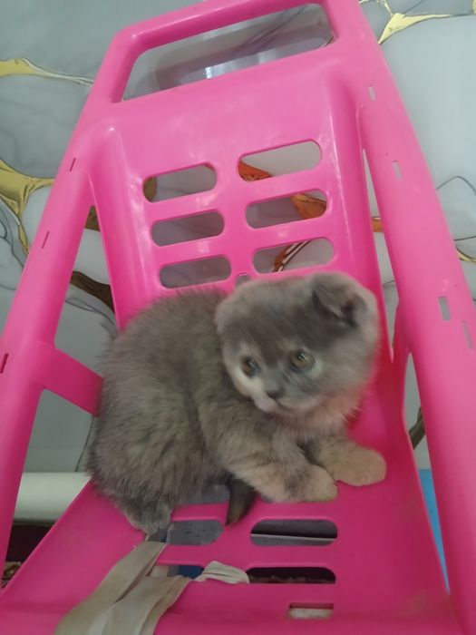 Mushuk bolachalari sotiladi