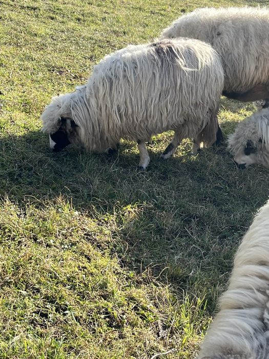 Vând mieluță brează
