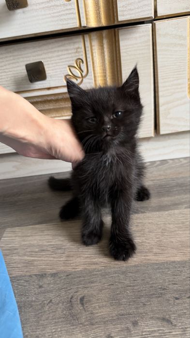 Маленький котенок