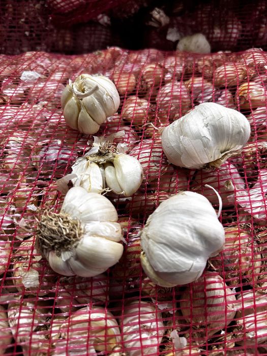 Usturoi pentru plantat