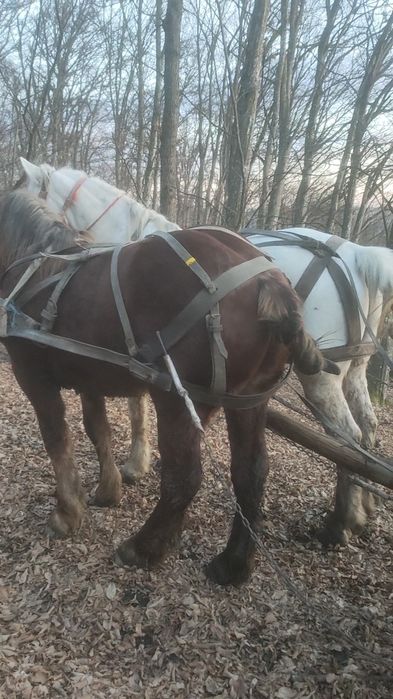 Vând mânz sau schimb  mânz castrat