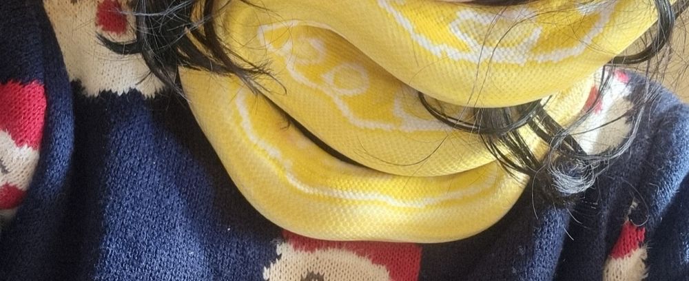 Vand piton reticulat albinos