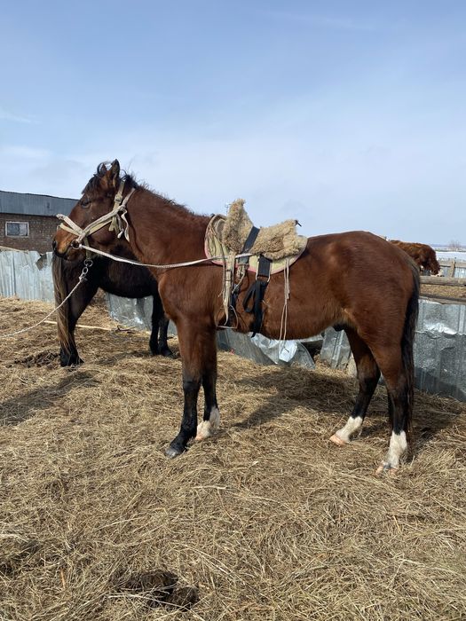 Айғыр Жуас Мініс біледі