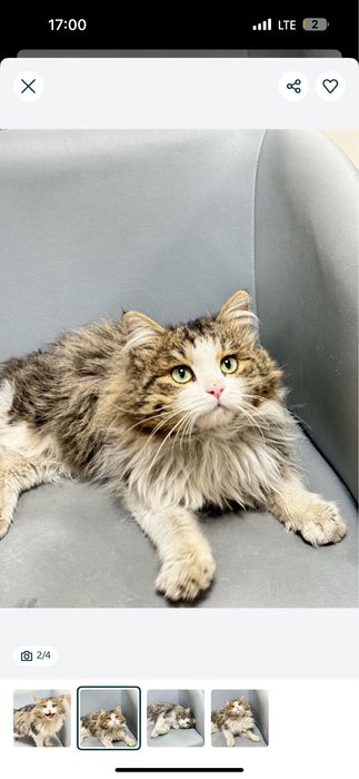 Кот сибирской породы