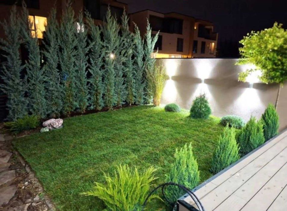 Leylandii Ornamentali - Diverse Dimensiuni | Transport Inclus