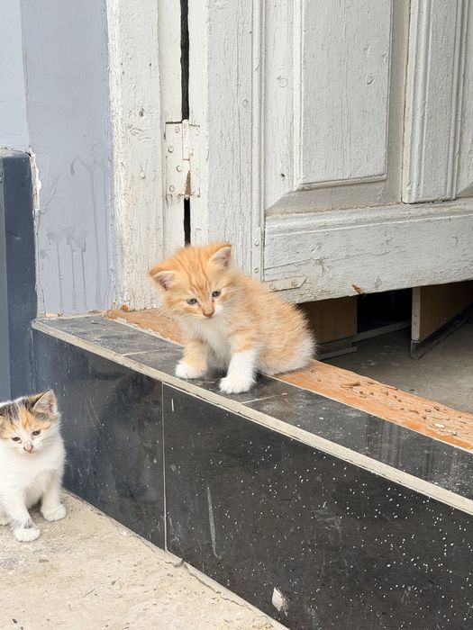 Уй мушукчалари. Кошки