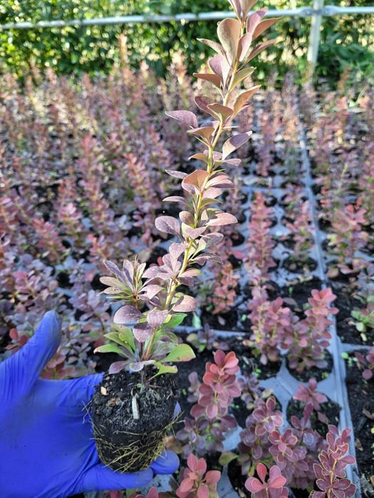Berberis th. Red Rocket