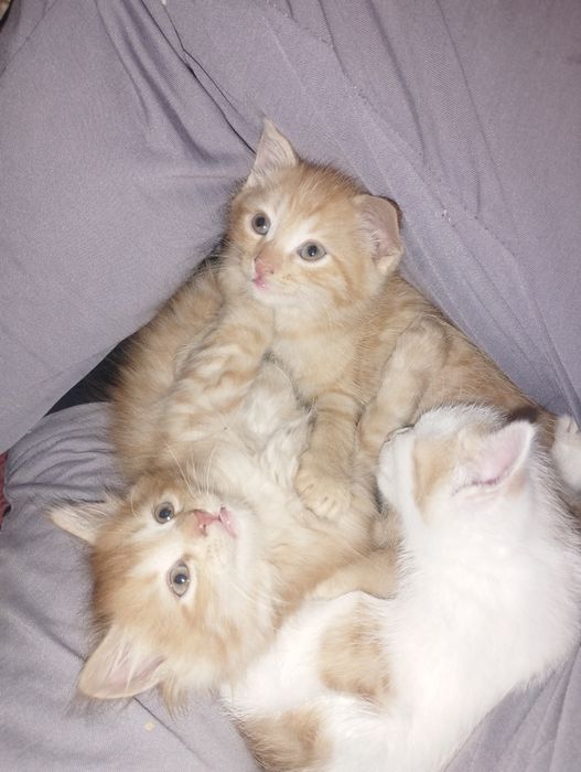 Мушуклар яхши колларга