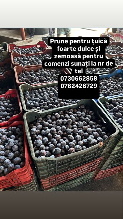 Vand prune pentru palinca