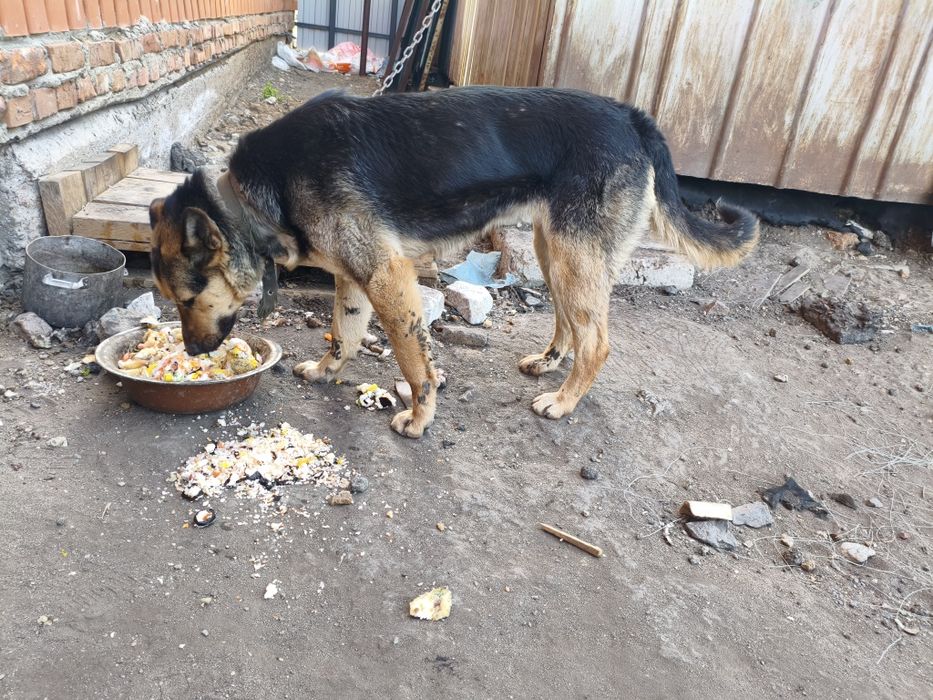 Овчарка продам...