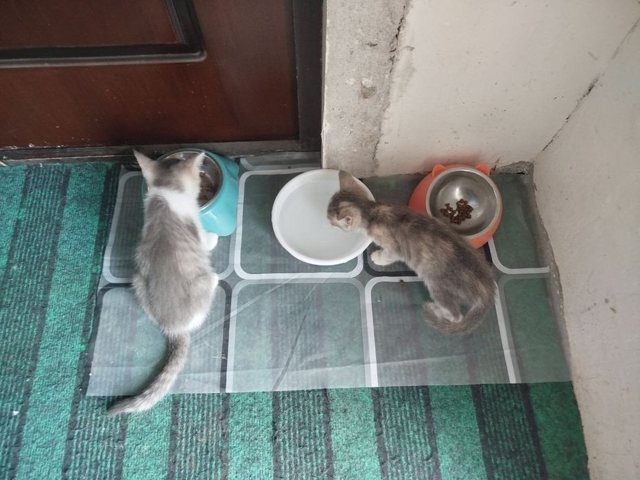 котята отдам даром