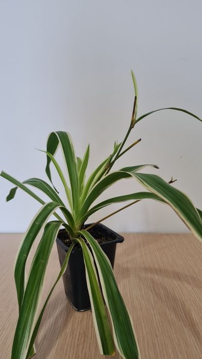 Хлорофитум разные сорта