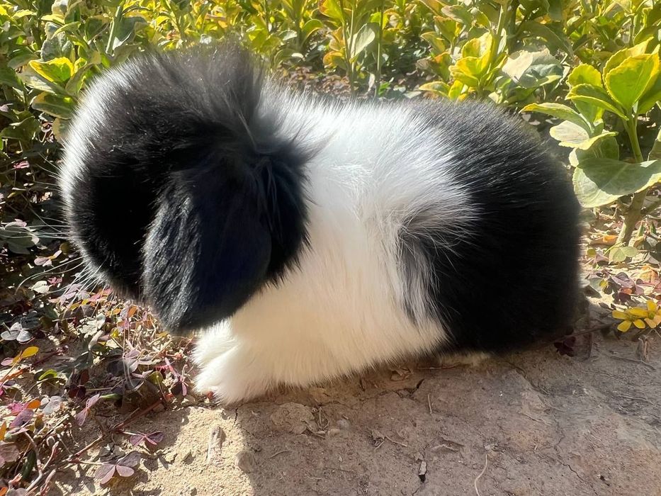 Karlik quyoncha zotdor