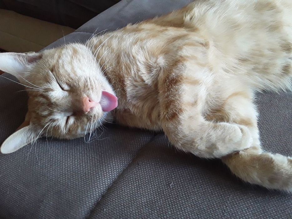 Пропал кот Рыжий