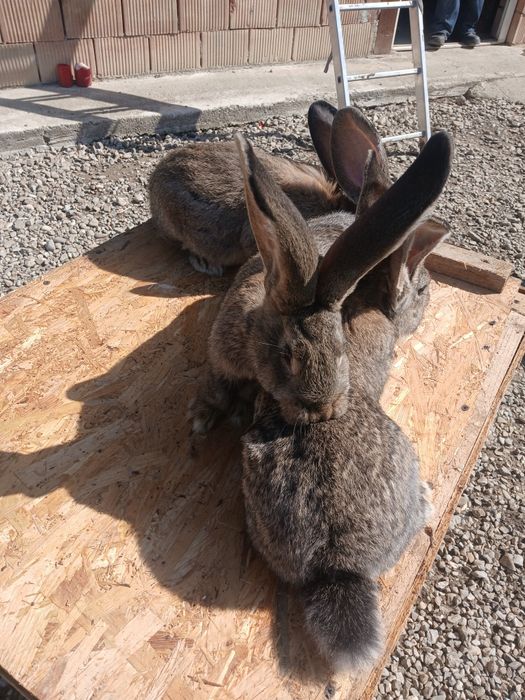 Iepuri uriaș german