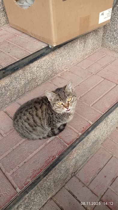 Отдам милых котят в добрые руки.