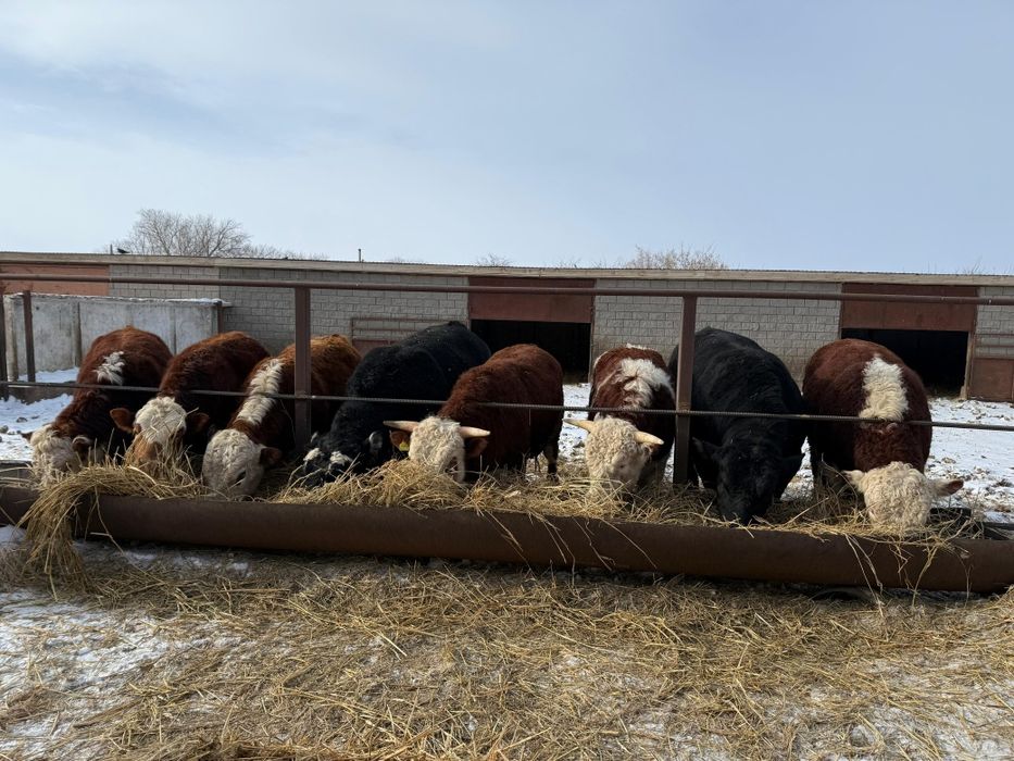 Продам быков 2-годовалых