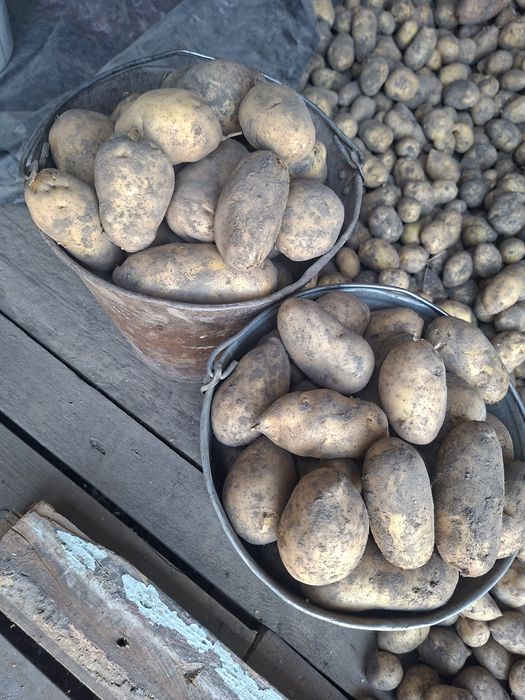 Продам картофель.