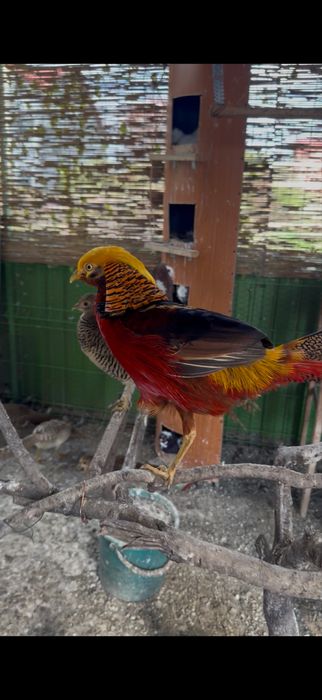 Vand oua fazani auriu pe rosu