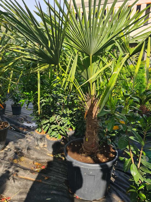 Palmier trachycarpus Fortunei