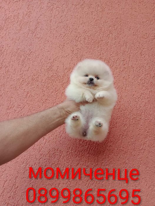 Мини момиченце и момченце. Померани. Реални снимки!