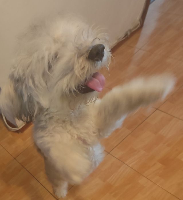 Donez metis de bichon