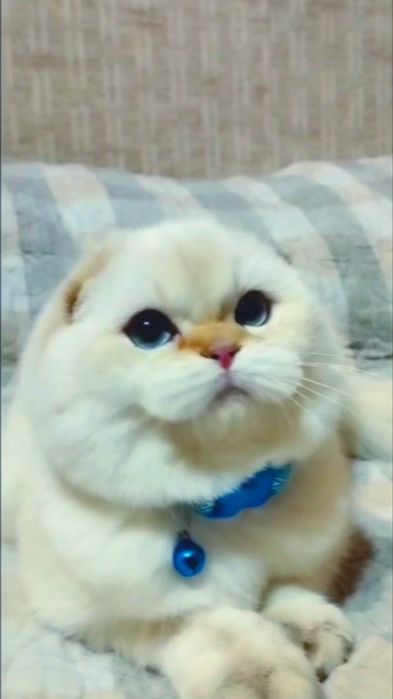 Вязка шотландского кота золотая шиншилла