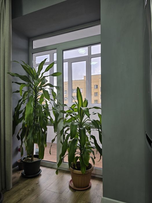 Продам драцену..