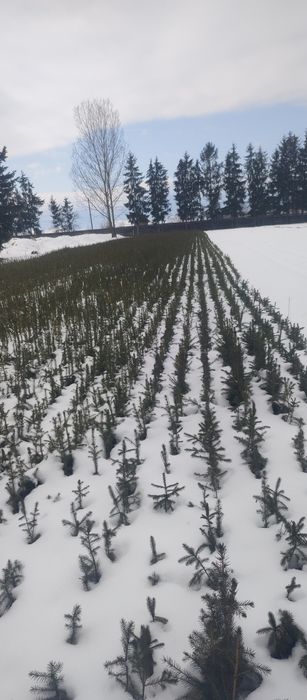 Puieti molid brad larice pin se oferă factura certificat proveniență