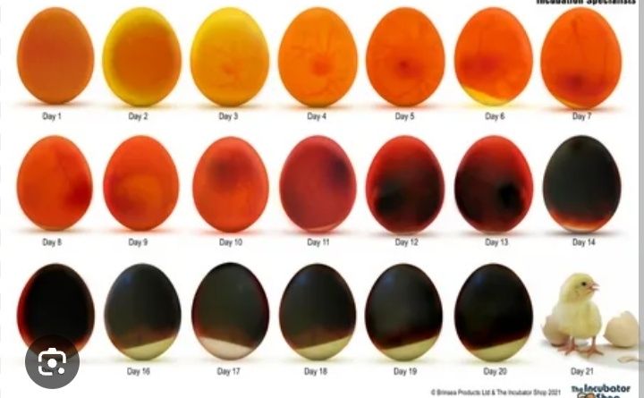 Цыплята перепилята гусята