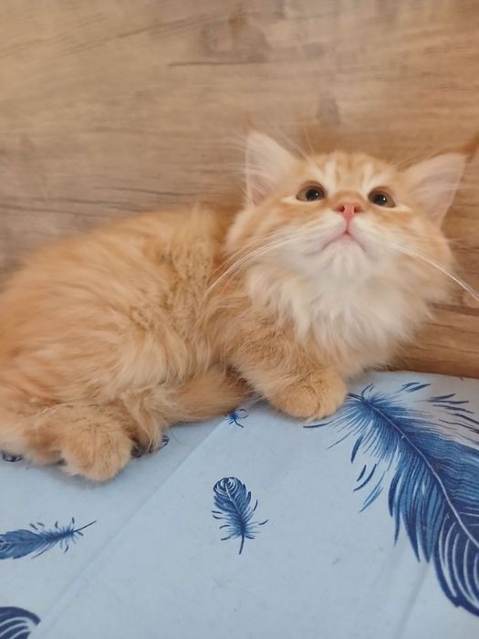 Котенок ищет дом