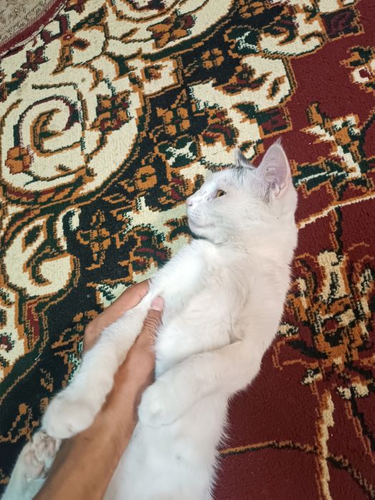 Mushuk mushuklar котенок mushukcha