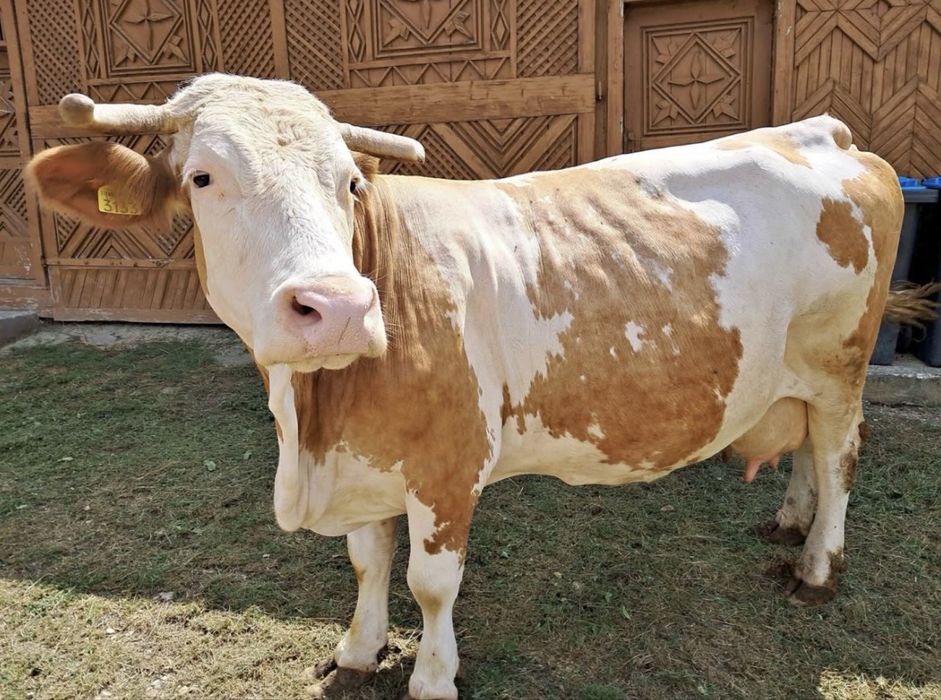 Vând vacă bălțată românească