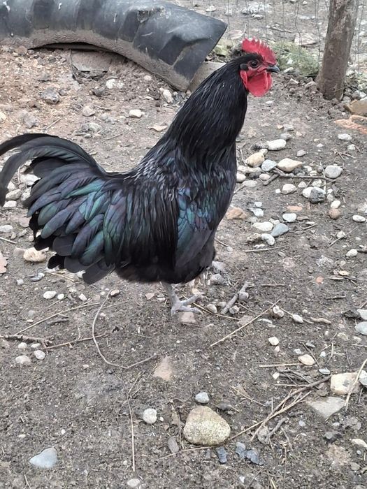 Cocos australorp