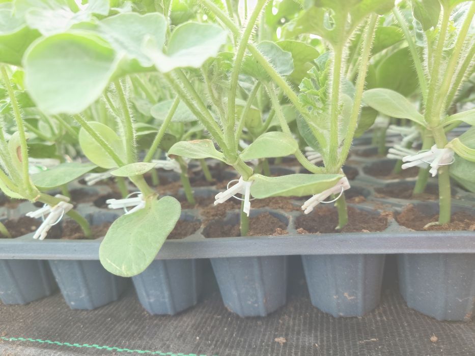 Răsaduri de pepene verde altoite