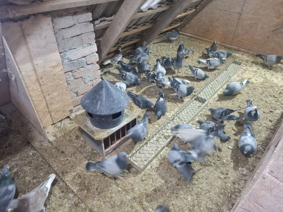 Porumbei voiajori de vanzare 50 ron