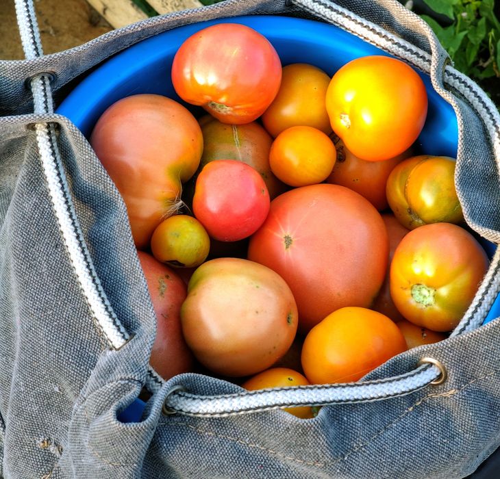 Продам дачные помидоры недорого