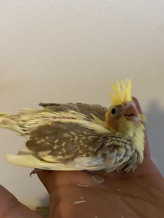 Pui nimfe crescuți la mana