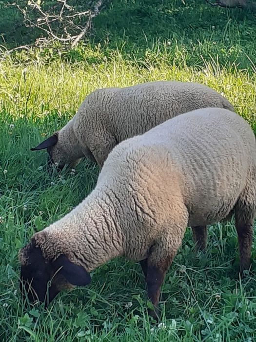Miei de vânzare Suffolk