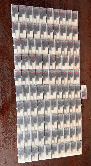 Пчелни майки - Карпатска - Карника - Записване за 2026