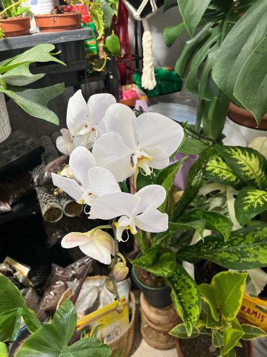 Орхидея Phalaenopsis Big Lip