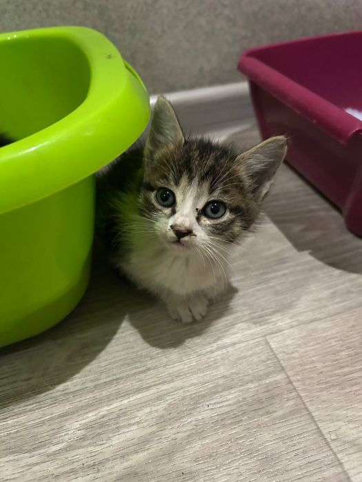 Котята даром срочно!