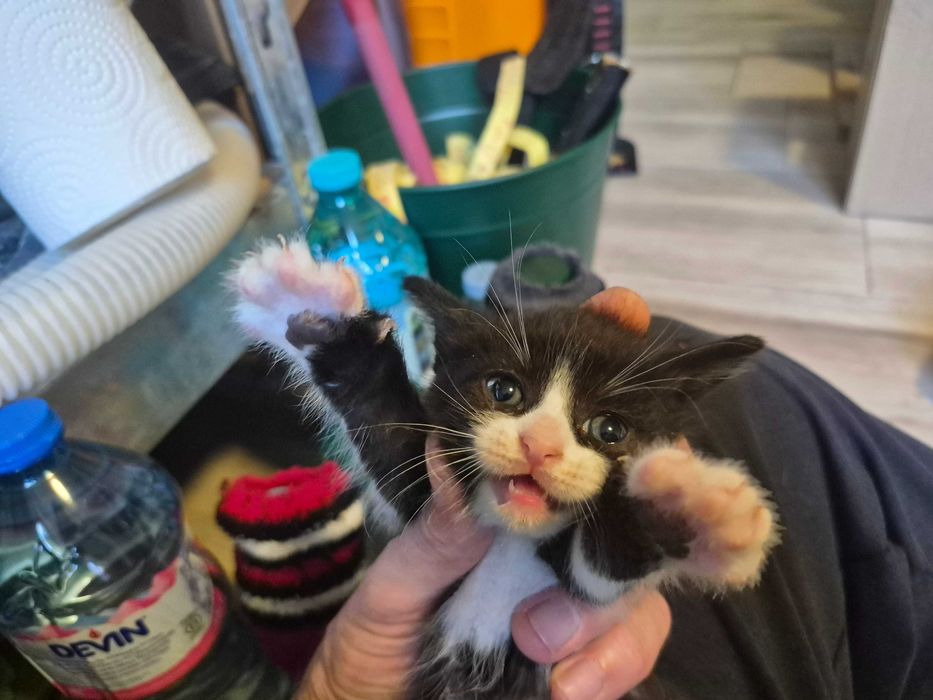 Подаряват се котенца