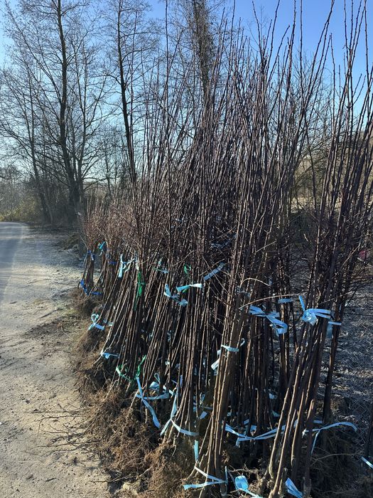 Pomi fructiferi de cea mai buna calitate